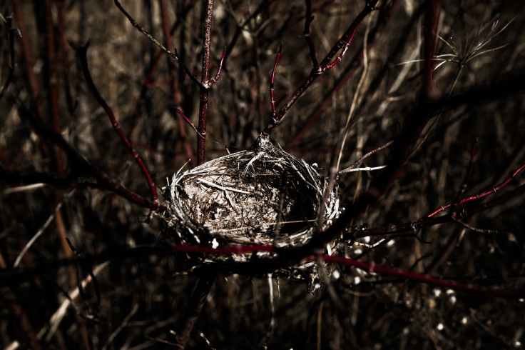 close up photography of bird nest