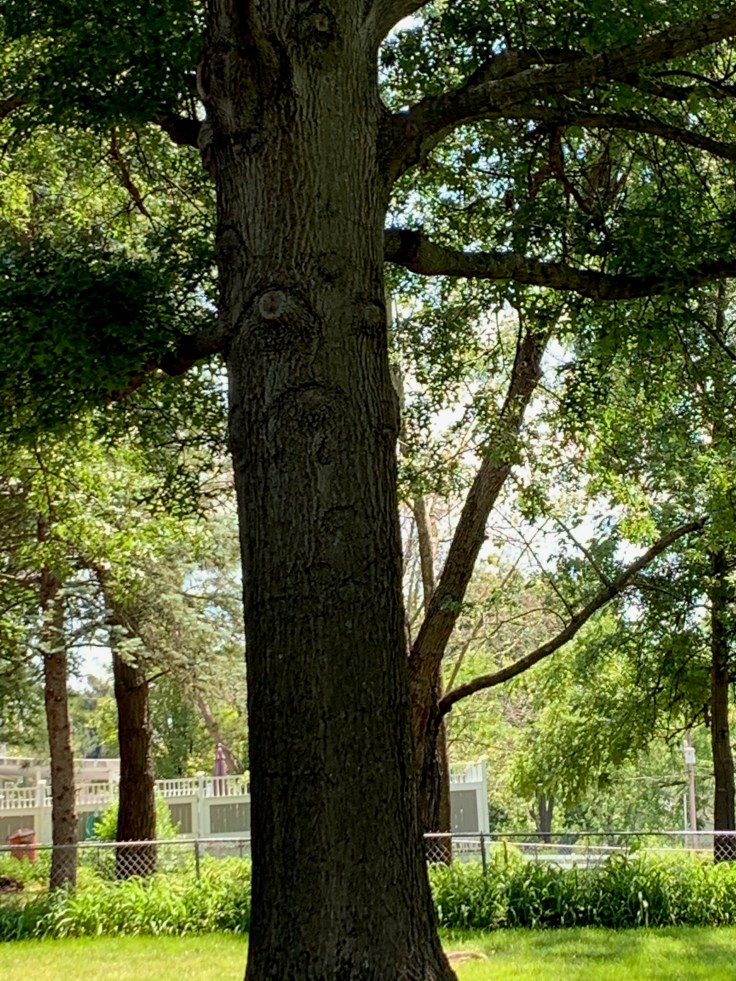 Tree Face